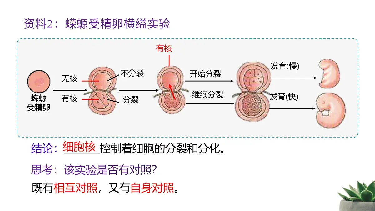 人教版高中生物必修1 3-3《细胞核的结构和功能》课件第5页