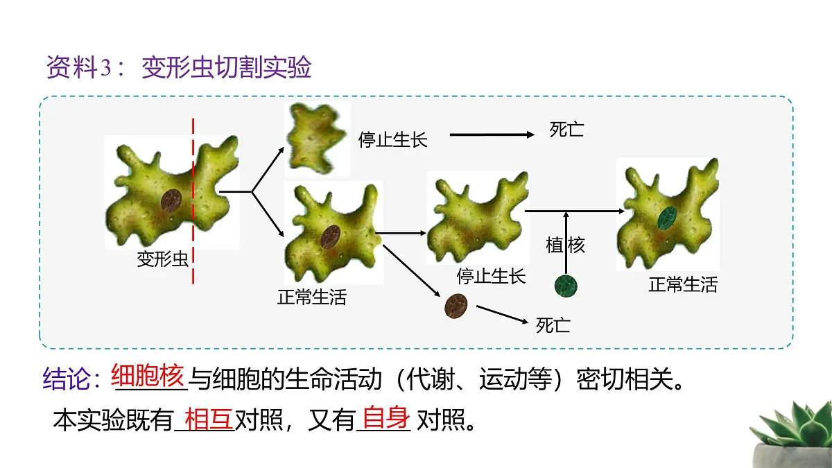 人教版高中生物必修1 3-3《细胞核的结构和功能》课件第6页