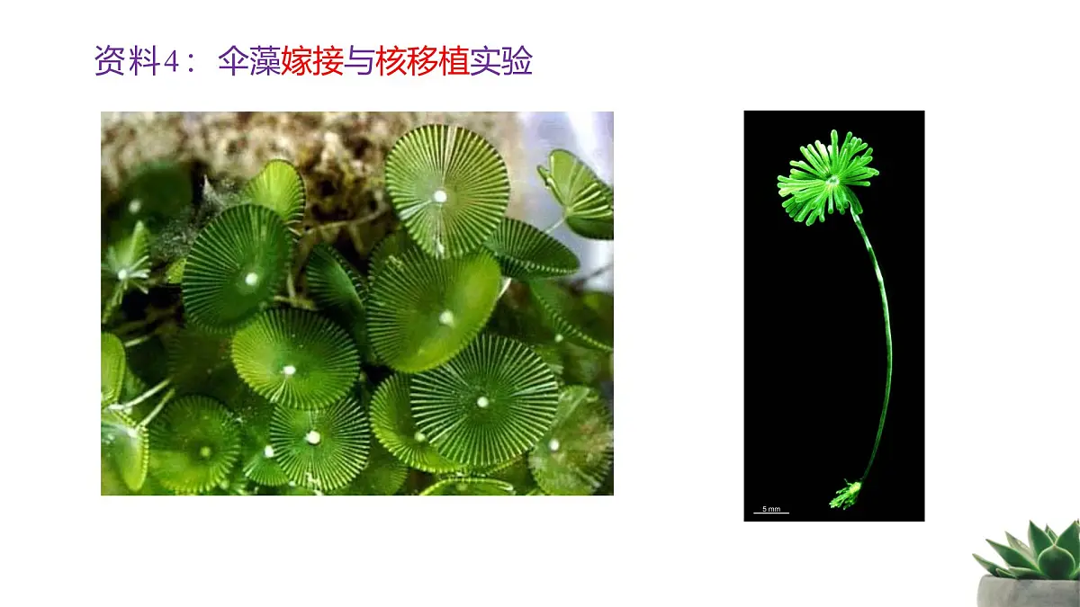 人教版高中生物必修1 3-3《细胞核的结构和功能》课件第7页