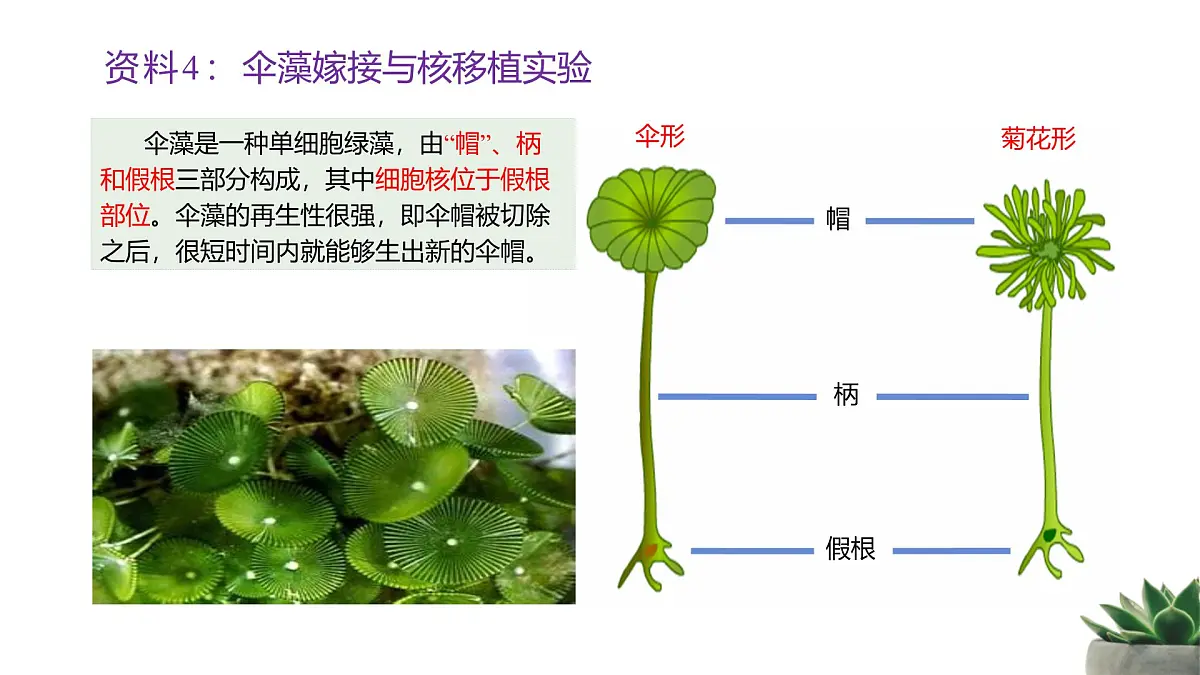 人教版高中生物必修1 3-3《细胞核的结构和功能》课件第8页