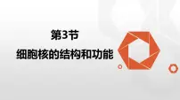 生物人教版 (2019)细胞核的结构和功能评课课件ppt
