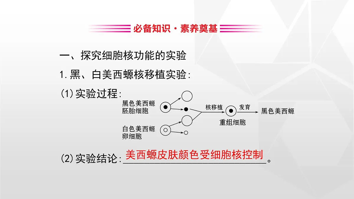 人教版高中生物必修1 3-3《细胞核的结构和功能》课件第3页