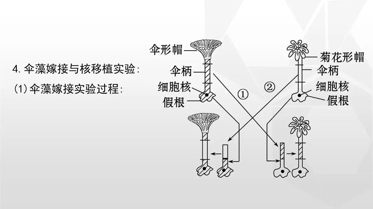 人教版高中生物必修1 3-3《细胞核的结构和功能》课件第6页