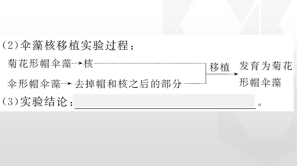 人教版高中生物必修1 3-3《细胞核的结构和功能》课件第7页