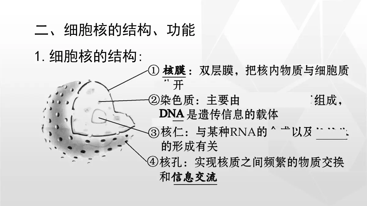 人教版高中生物必修1 3-3《细胞核的结构和功能》课件第8页