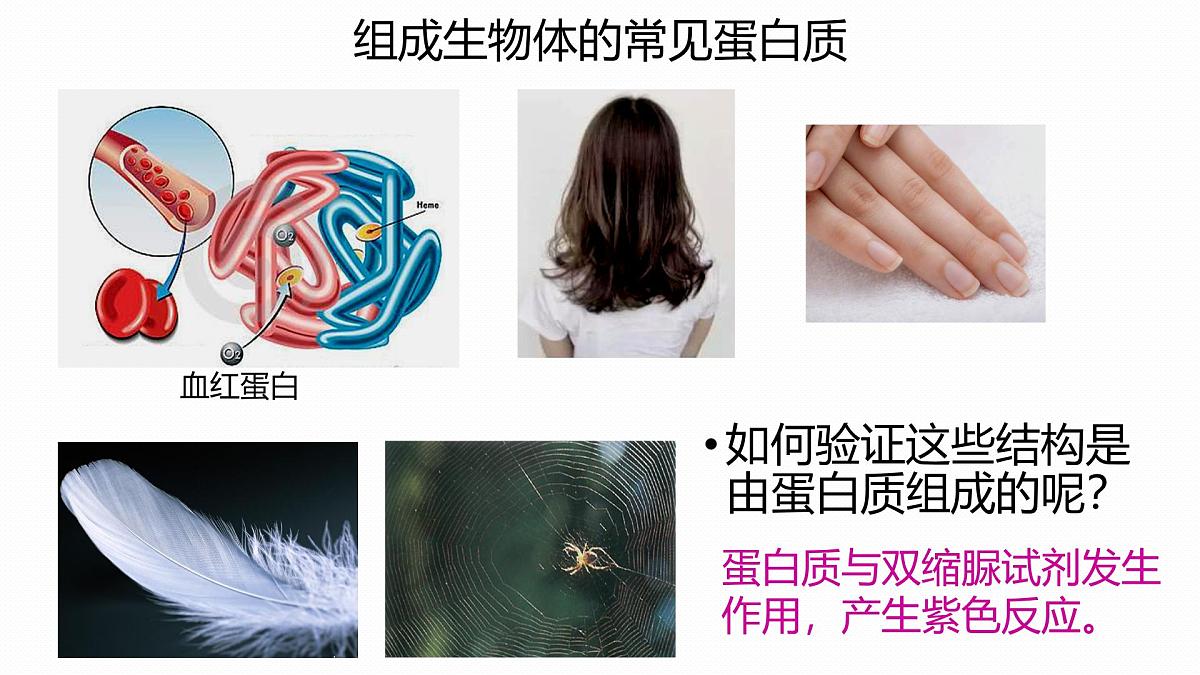 人教版高中生物必修1 2-4《蛋白质是生命活动的主要承担者》课时1 教学课件第4页