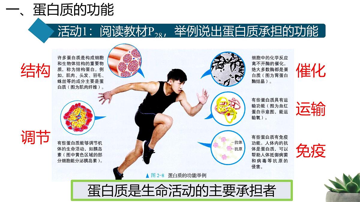 人教版高中生物必修1 2-4《蛋白质是生命活动的主要承担者》课时1 教学课件第5页