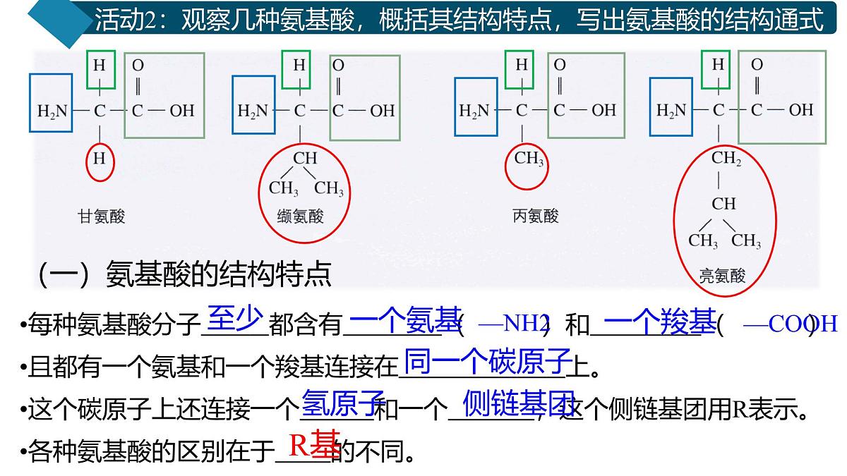人教版高中生物必修1 2-4《蛋白质是生命活动的主要承担者》课时1 教学课件第8页