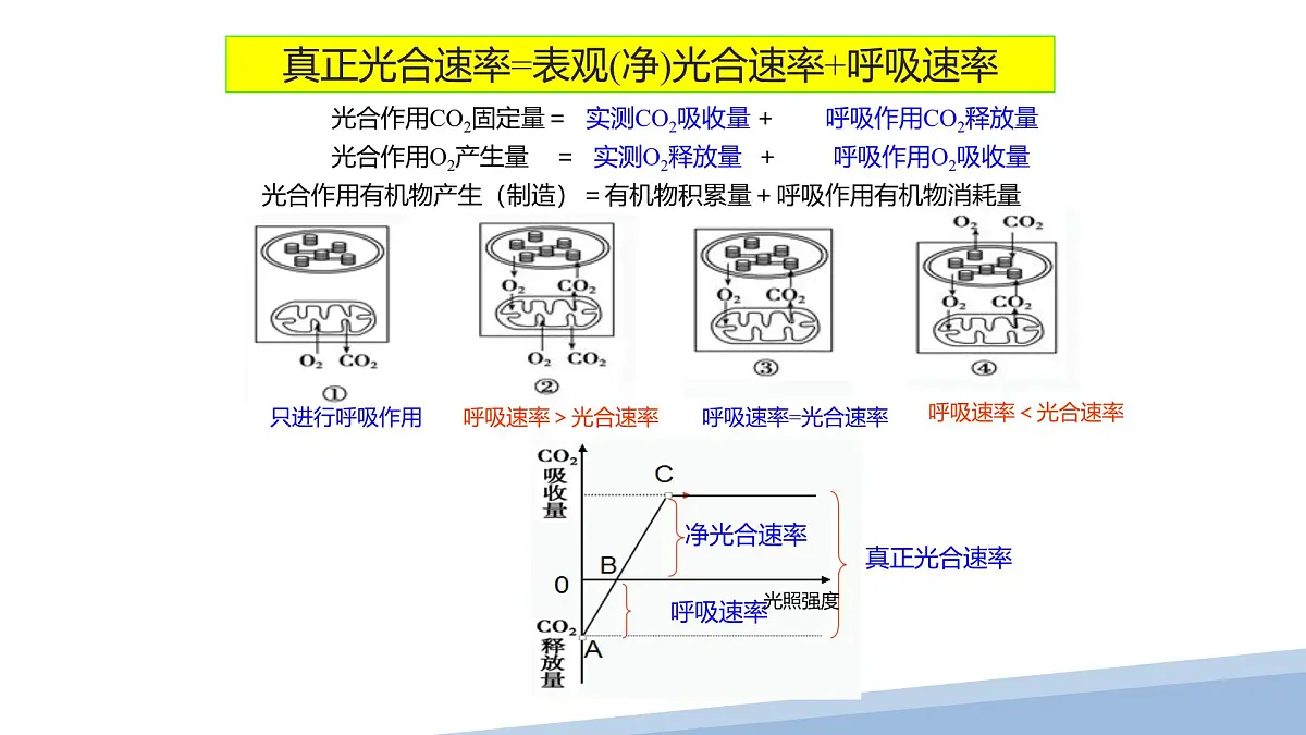 人教版高中生物必修1第5章 光合作用与呼吸作用专题 复习课件第3页