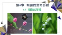 高中生物人教版 (2019)必修1《分子与细胞》细胞的增殖多媒体教学课件ppt