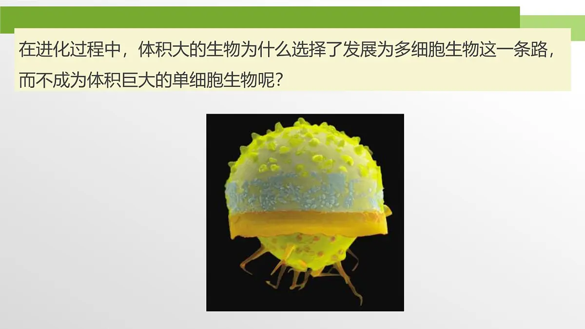人教版高中生物必修1 6-1《第2课时 细胞的增殖》教学课件第3页