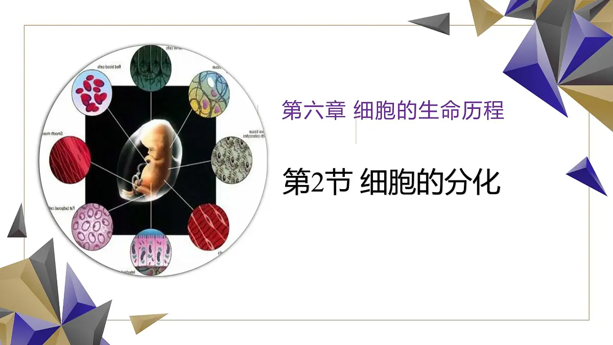 人教版高中生物必修1 6-2《第1课时 细胞的分化》课件第1页