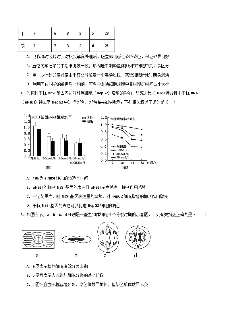 人教版高中生物必修1第6章 细胞的生命历程 能力提升卷 无答案第2页