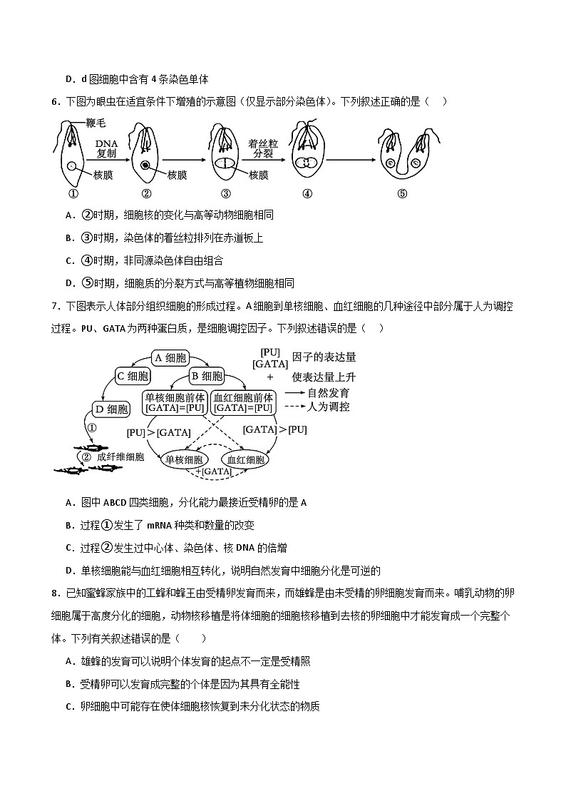 人教版高中生物必修1第6章 细胞的生命历程 能力提升卷 无答案第3页