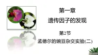人教版 (2019)必修2《遗传与进化》孟德尔的豌豆杂交实验(二)教学课件ppt