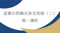 高中生物人教版 (2019)必修2《遗传与进化》孟德尔的豌豆杂交实验(二)教学课件ppt