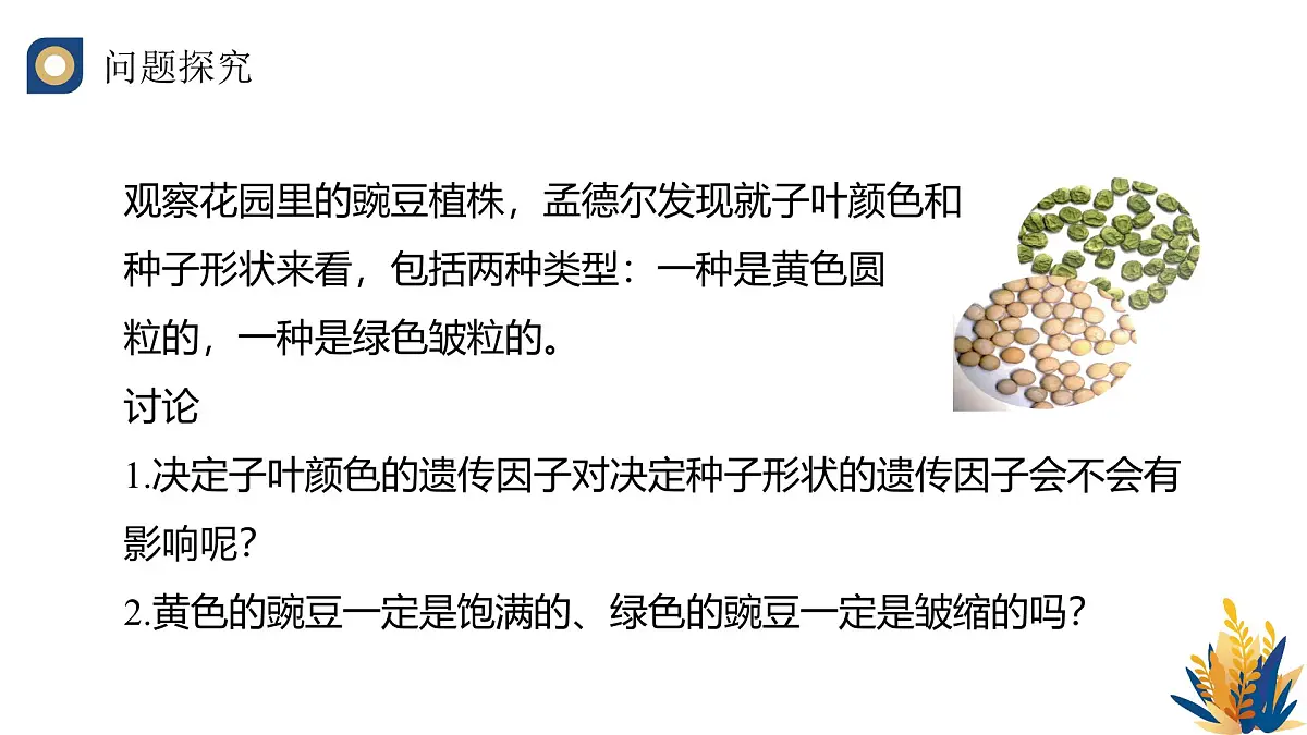 人教版高中生物必修2 1-2《孟德尔的豌豆杂交实验(二)(第一课时)》教学课件第4页