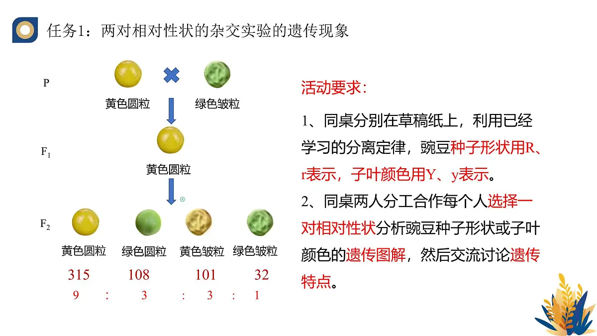 人教版高中生物必修2 1-2《孟德尔的豌豆杂交实验(二)(第一课时)》教学课件第5页