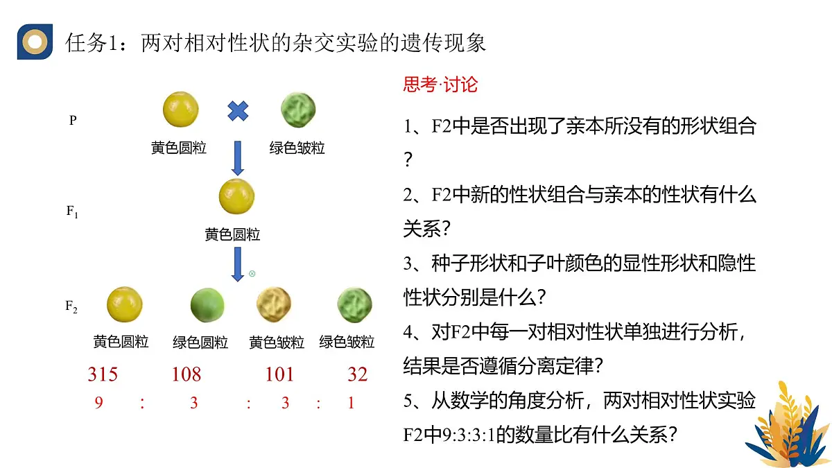人教版高中生物必修2 1-2《孟德尔的豌豆杂交实验(二)(第一课时)》教学课件第6页