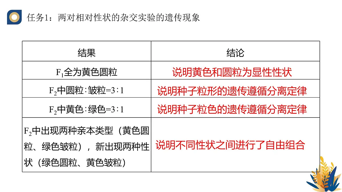 人教版高中生物必修2 1-2《孟德尔的豌豆杂交实验(二)(第一课时)》教学课件第7页