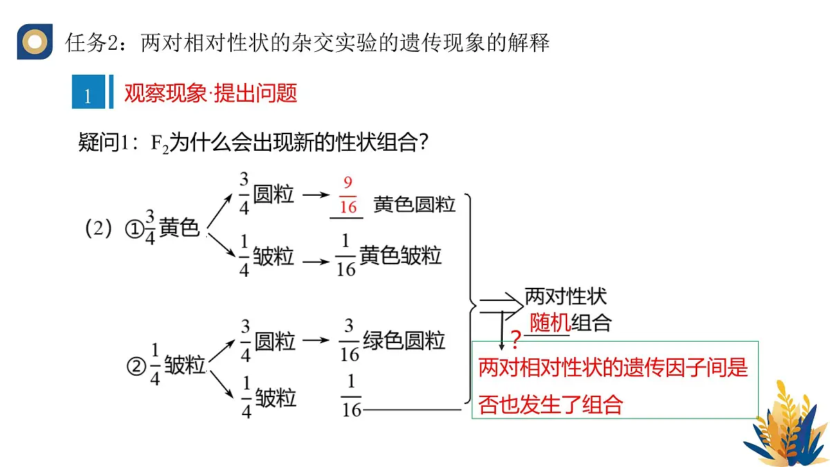 人教版高中生物必修2 1-2《孟德尔的豌豆杂交实验(二)(第一课时)》教学课件第8页