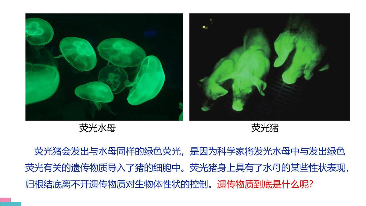 人教版高中生物必修2《3-1 DNA是主要的遗传物质》课件第2页