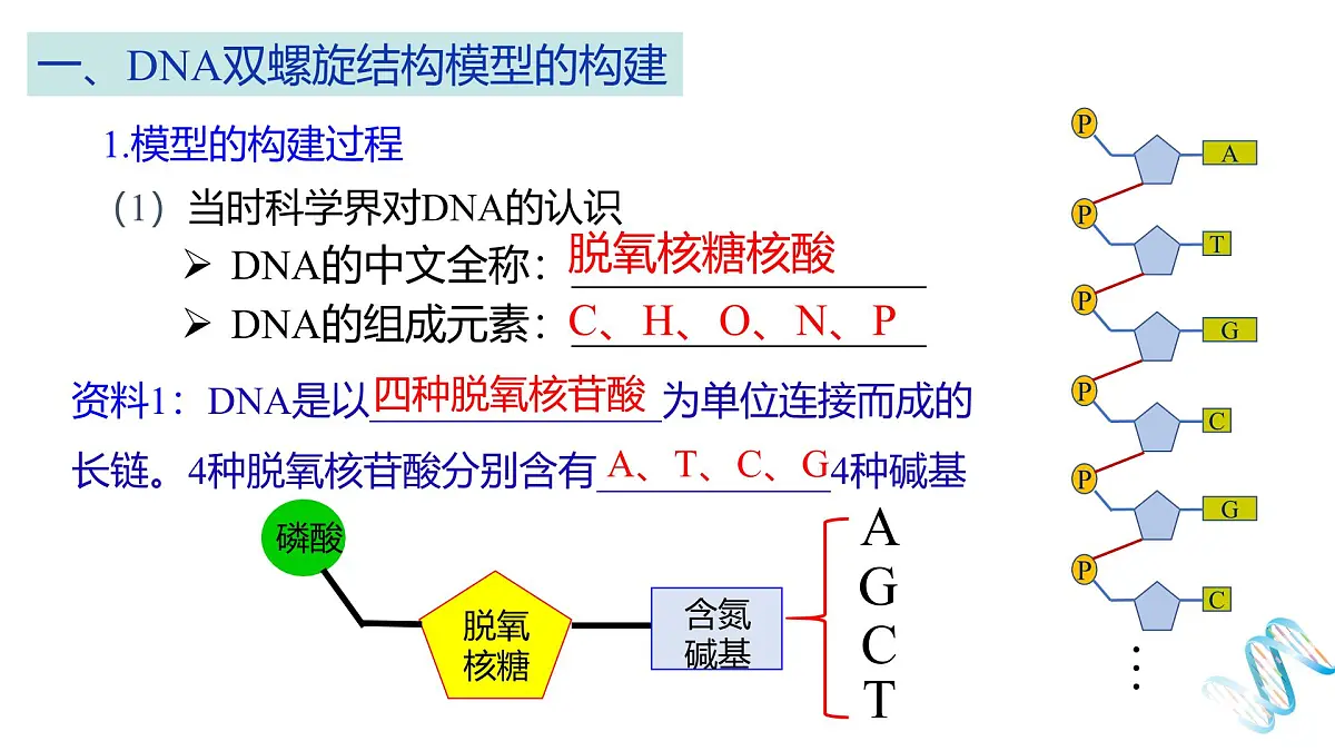 人教版高中生物必修2《3-2 DNA的结构》课件第3页