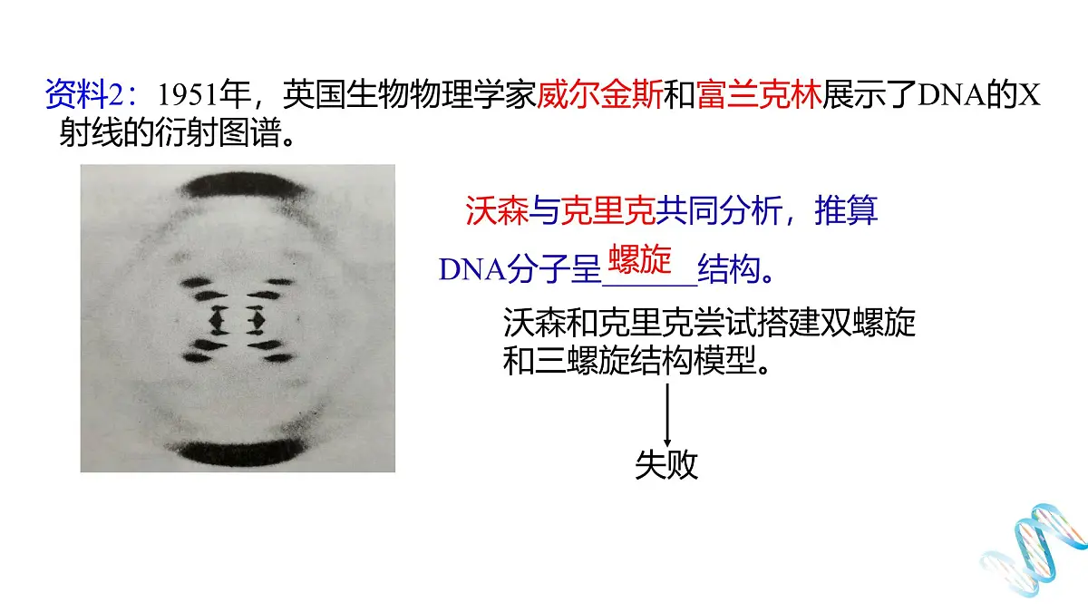 人教版高中生物必修2《3-2 DNA的结构》课件第4页
