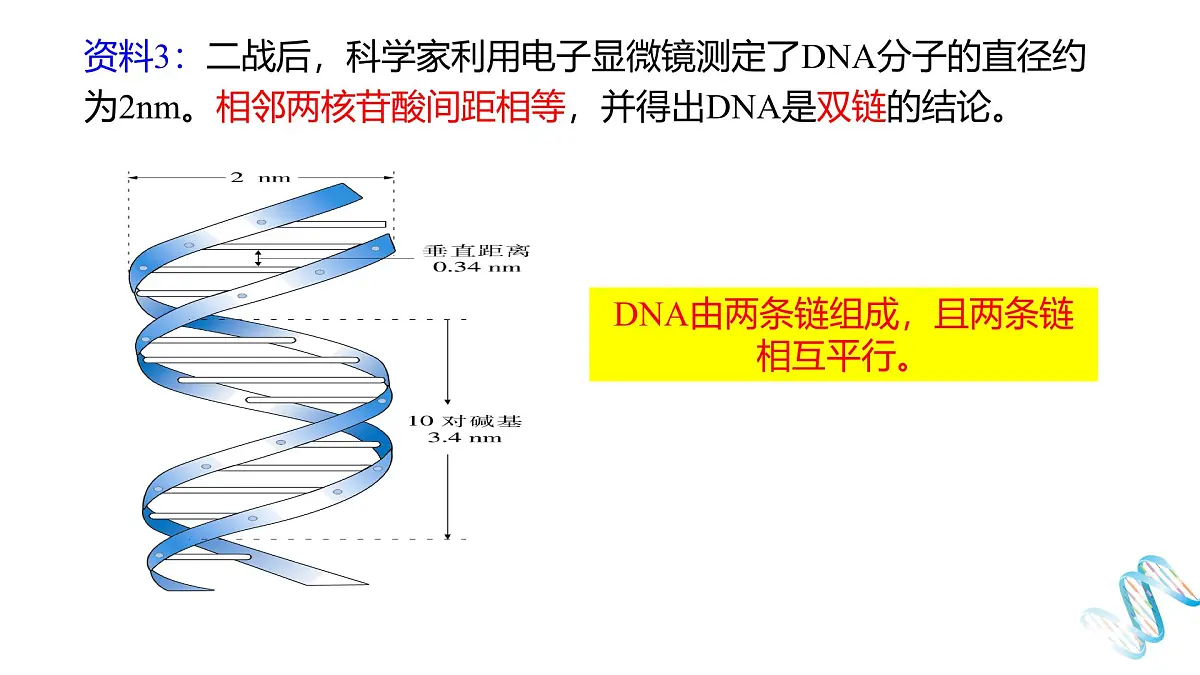 人教版高中生物必修2《3-2 DNA的结构》课件第5页