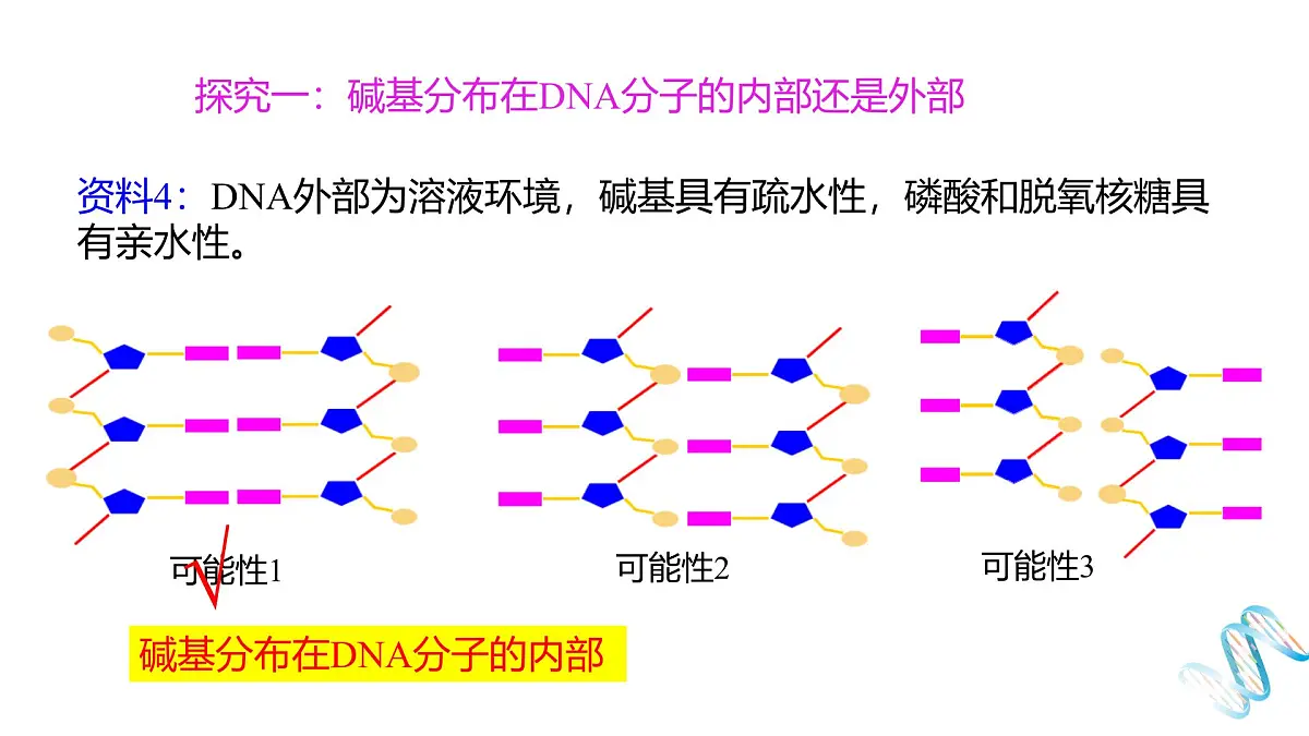 人教版高中生物必修2《3-2 DNA的结构》课件第6页