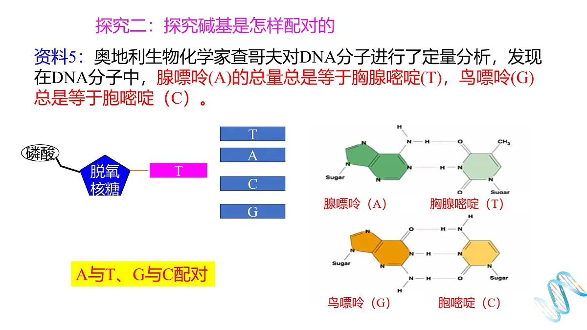 人教版高中生物必修2《3-2 DNA的结构》课件第7页