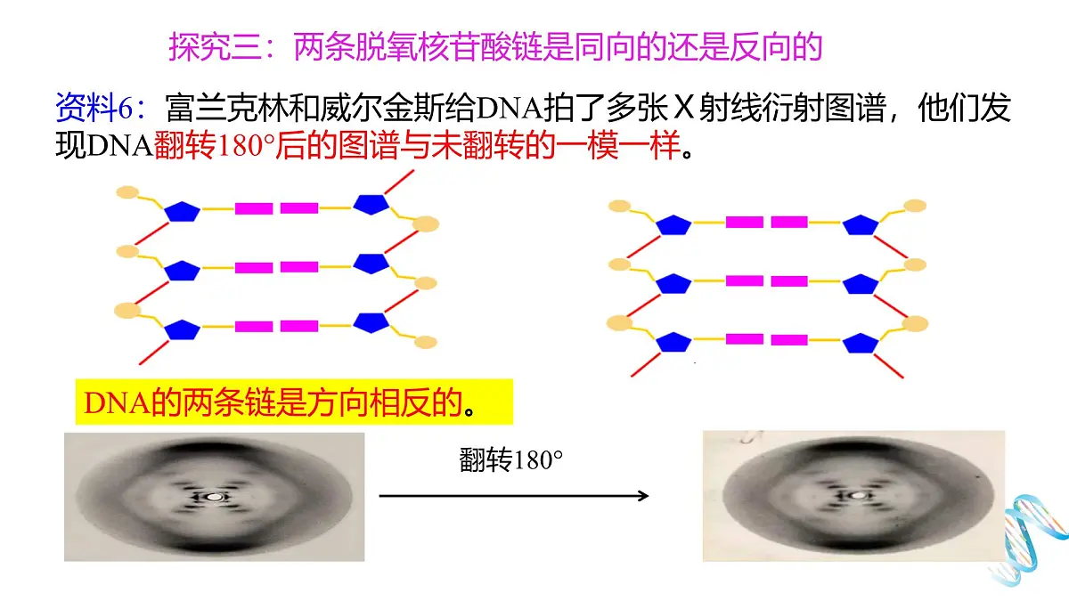 人教版高中生物必修2《3-2 DNA的结构》课件第8页