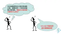 高中生物人教版 (2019)必修2《遗传与进化》DNA的复制课文配套课件ppt