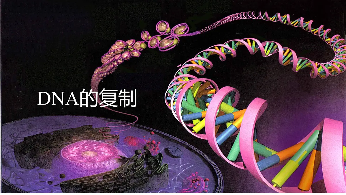 人教版高中生物必修2《3-3 DNA的复制》课件第2页