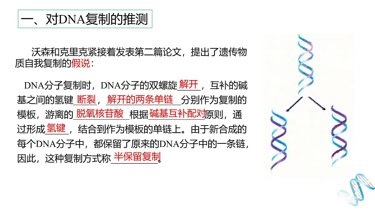 人教版高中生物必修2《3-3 DNA的复制》课件第3页