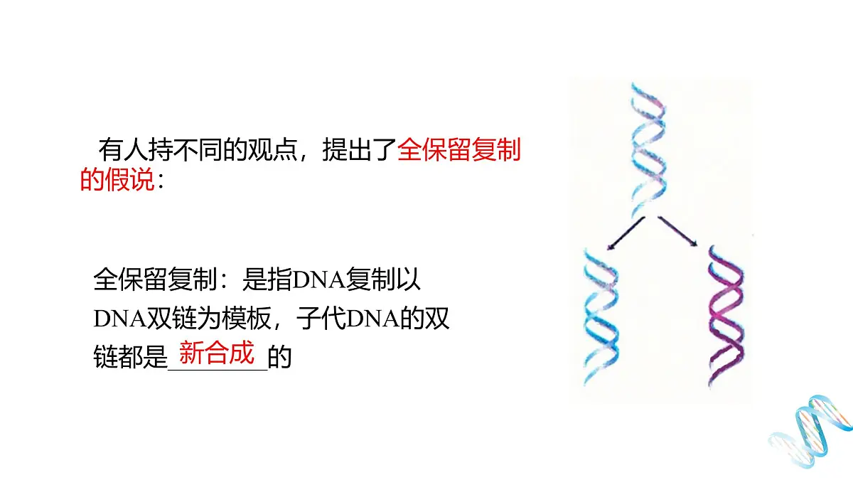人教版高中生物必修2《3-3 DNA的复制》课件第4页