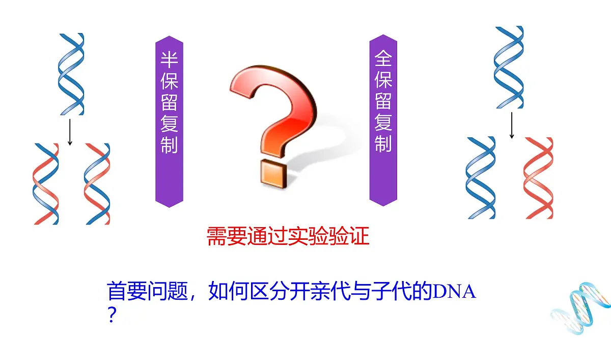 人教版高中生物必修2《3-3 DNA的复制》课件第5页