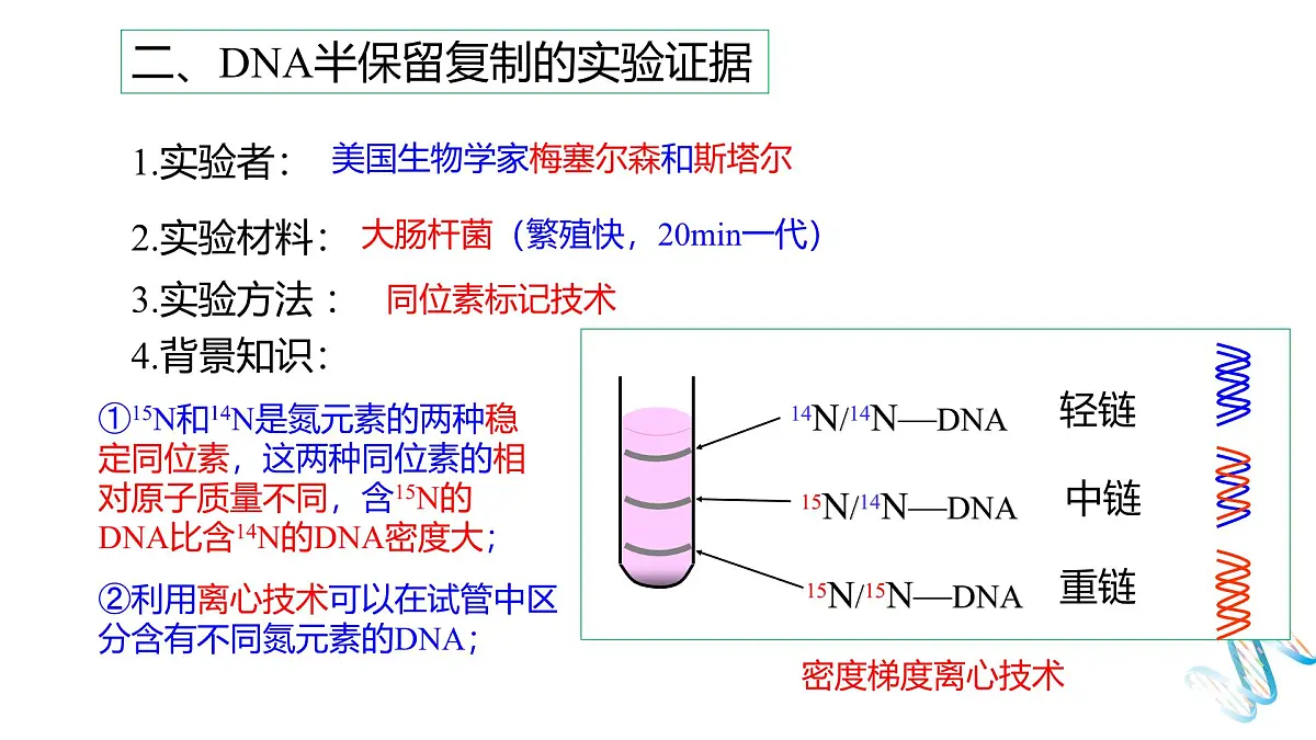 人教版高中生物必修2《3-3 DNA的复制》课件第6页