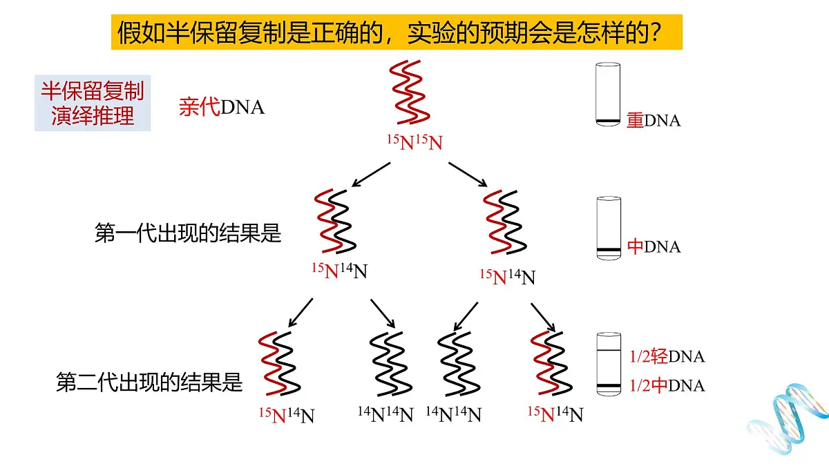 人教版高中生物必修2《3-3 DNA的复制》课件第7页