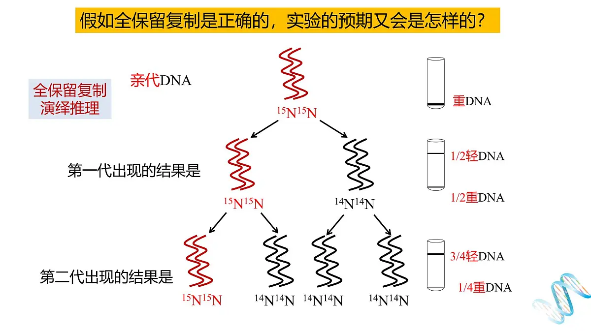 人教版高中生物必修2《3-3 DNA的复制》课件第8页