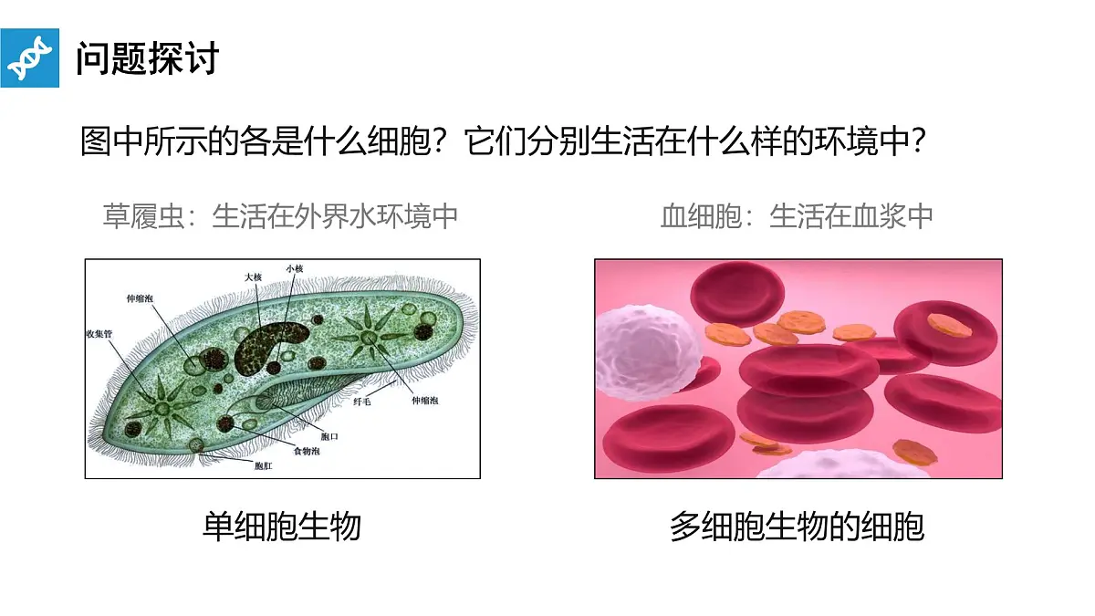 人教版高中生物选修1《1-1 细胞生活的环境》课件第3页