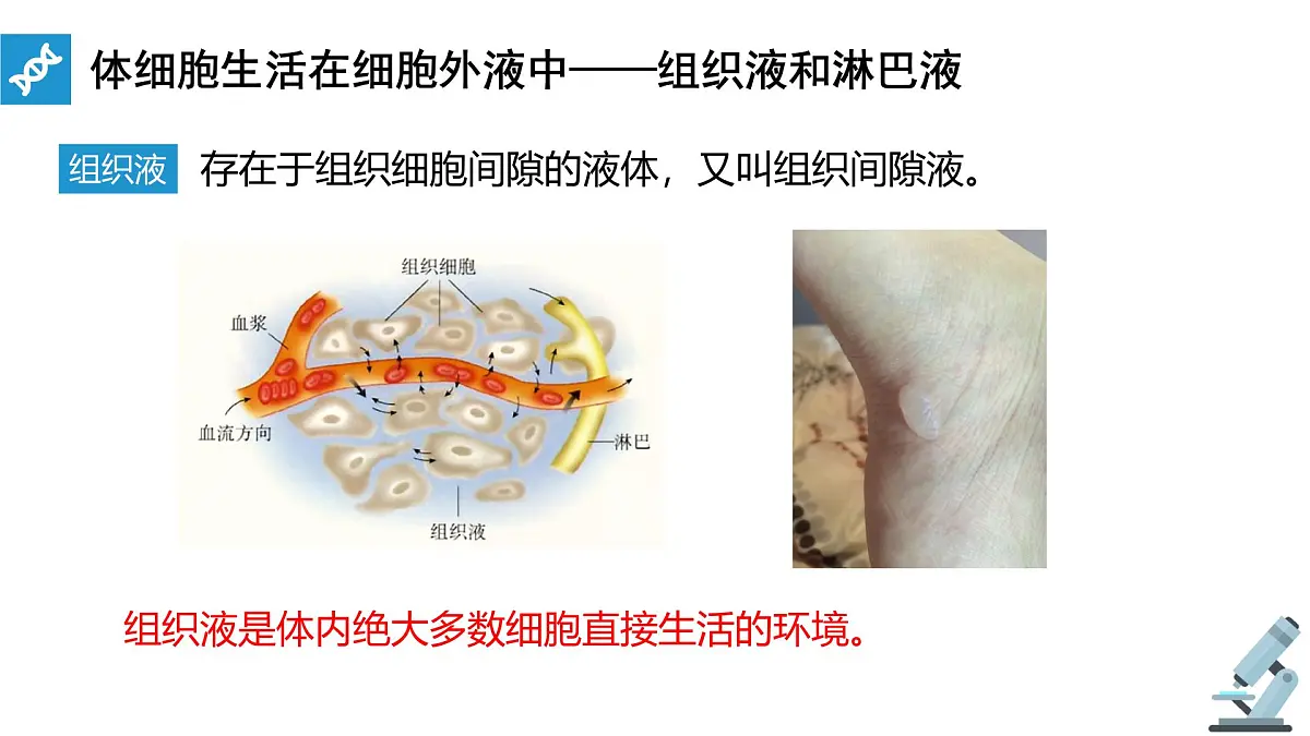 人教版高中生物选修1《1-1 细胞生活的环境》课件第7页