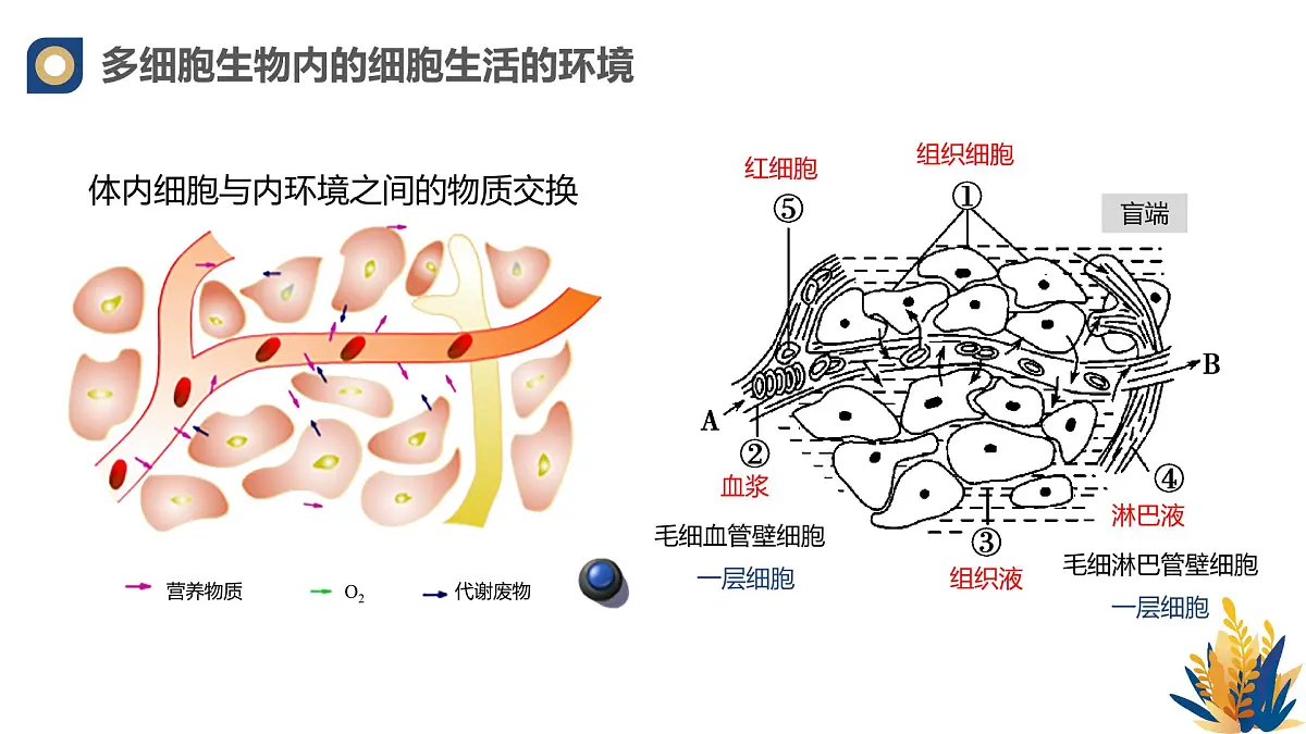 人教版高中生物选修1《1-1 细胞生活的环境》课件第7页