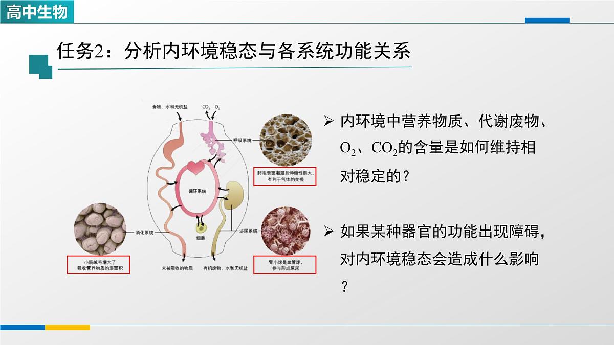 人教版高中生物选修1 1-2《内环境的稳态(第二课时)》课件第7页