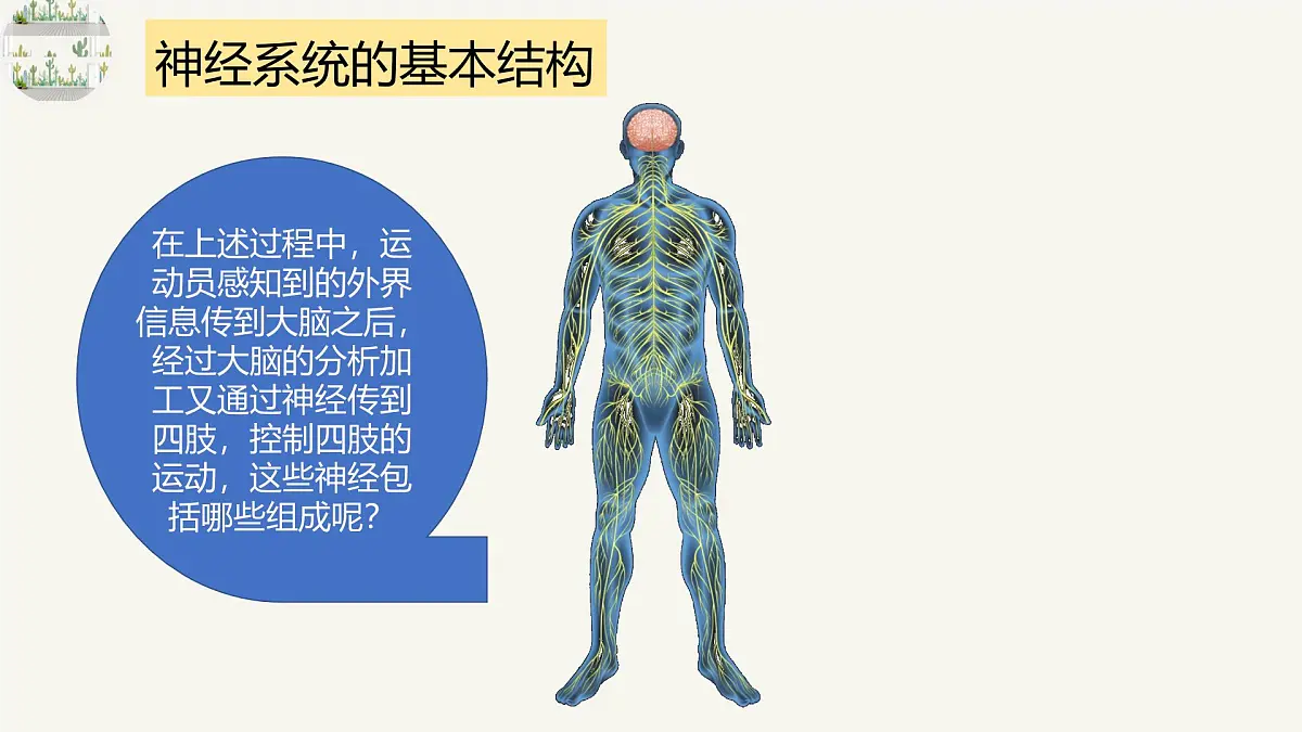 人教版高中生物选修1《2-1 神经调节的结构基础》课件第2页