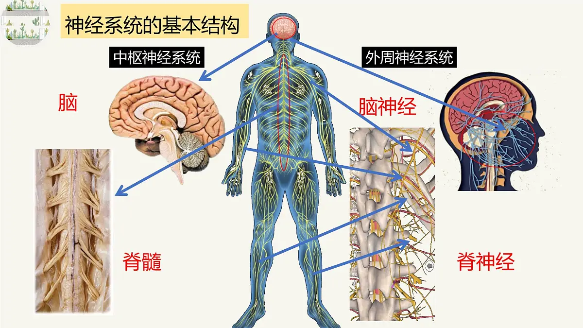人教版高中生物选修1《2-1 神经调节的结构基础》课件第6页