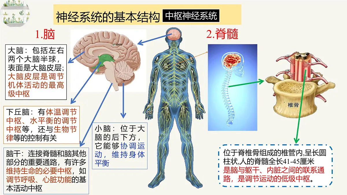 人教版高中生物选修1《2-1 神经调节的结构基础》课件第7页
