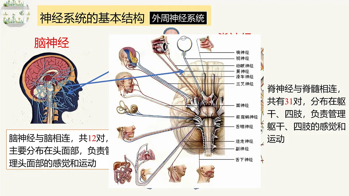 人教版高中生物选修1《2-1 神经调节的结构基础》课件第8页