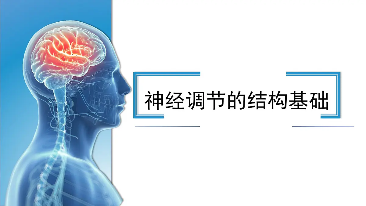 人教版高中生物选修1《2-1 神经调节的结构基础》课件第1页