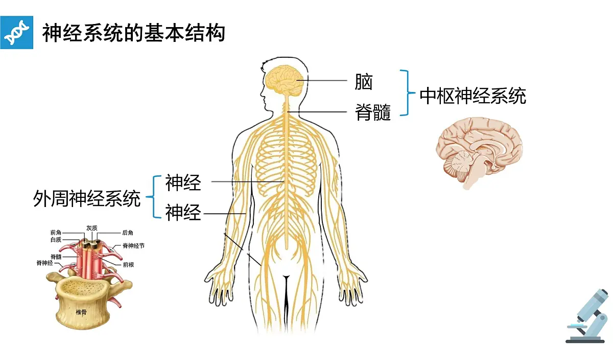 人教版高中生物选修1《2-1 神经调节的结构基础》课件第3页
